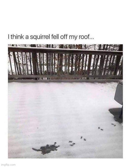 Oof | image tagged in squirrel | made w/ Imgflip meme maker