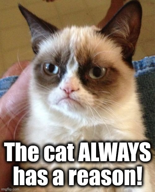 Grumpy Cat Meme | The cat ALWAYS
has a reason! | image tagged in memes,grumpy cat | made w/ Imgflip meme maker