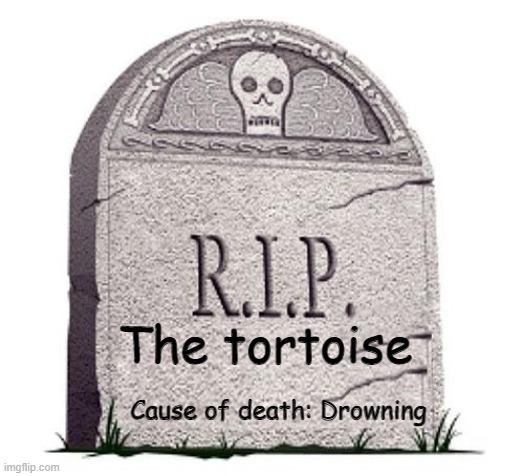 RIP | The tortoise Cause of death: Drowning | image tagged in rip | made w/ Imgflip meme maker