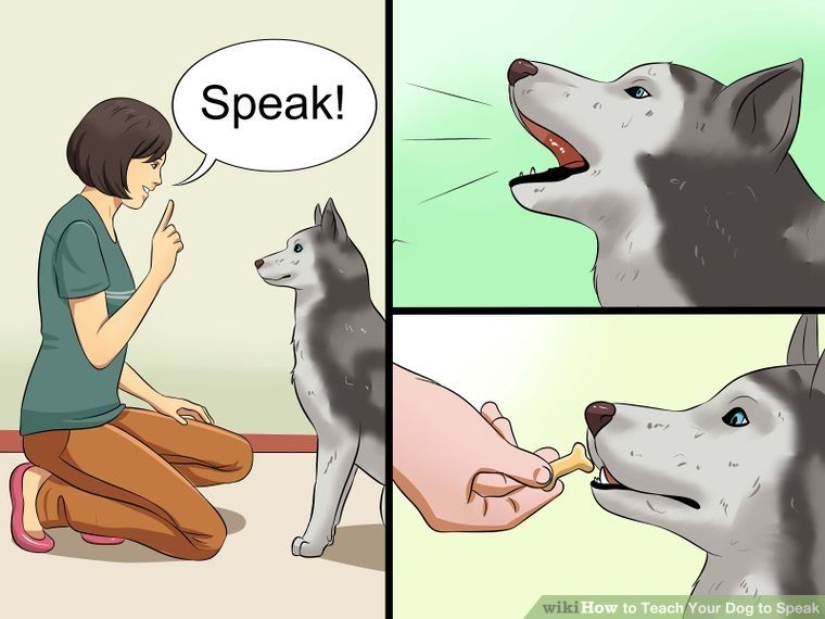 Tech your dog to speak Blank Meme Template