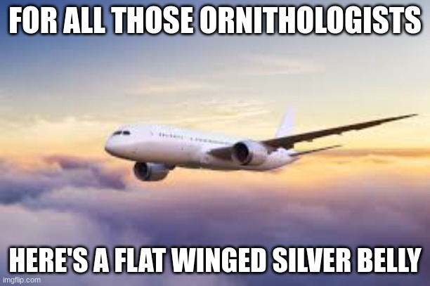 Flat winged silver belly | FOR ALL THOSE ORNITHOLOGISTS; HERE'S A FLAT WINGED SILVER BELLY | image tagged in plane,ornithology,memes | made w/ Imgflip meme maker
