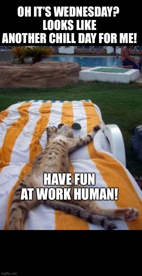 This must be what they think… | OH IT’S WEDNESDAY? 
LOOKS LIKE ANOTHER CHILL DAY FOR ME! HAVE FUN AT WORK HUMAN! | image tagged in funny cats,humor,hump day | made w/ Imgflip meme maker