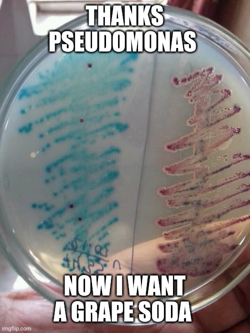 Thanks Pseudomonas | THANKS PSEUDOMONAS; NOW I WANT A GRAPE SODA | image tagged in funny meme,lab,relatable memes,grapes,bacteria | made w/ Imgflip meme maker