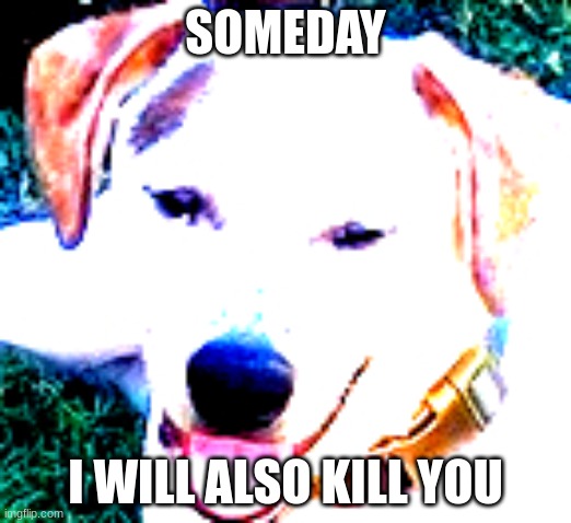 KILLER BUSTER | SOMEDAY; I WILL ALSO KILL YOU | image tagged in doggo | made w/ Imgflip meme maker