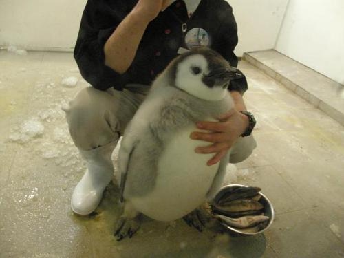 image tagged in animals,cute