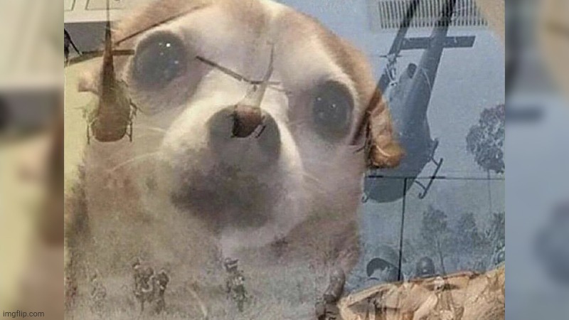 PTSD Chihuahua | image tagged in ptsd chihuahua | made w/ Imgflip meme maker