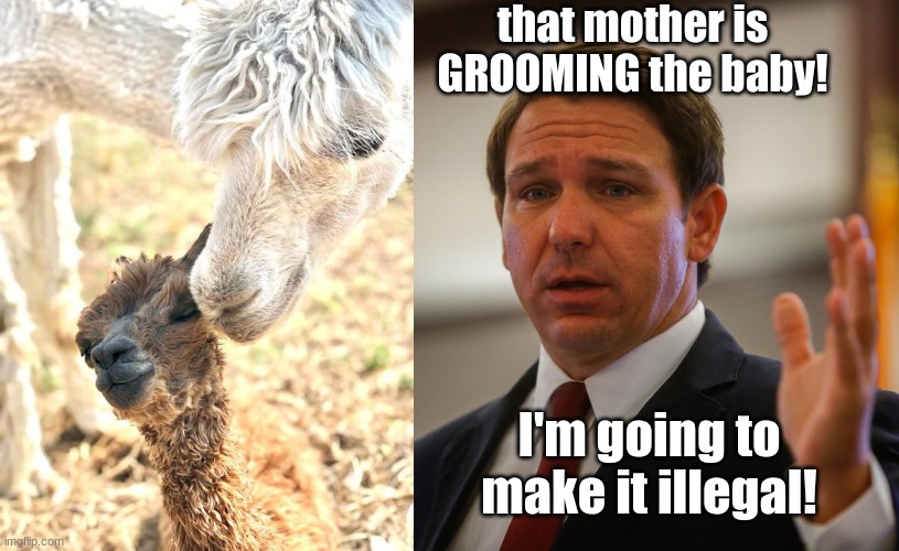 that mother is GROOMING the baby! I'm going to make it illegal! | image tagged in alpaca baby and mother,florida gov ron de santis trying to remember his last flipflop | made w/ Imgflip meme maker