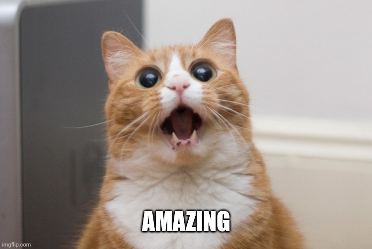 Amazed cat | AMAZING | image tagged in amazed cat | made w/ Imgflip meme maker