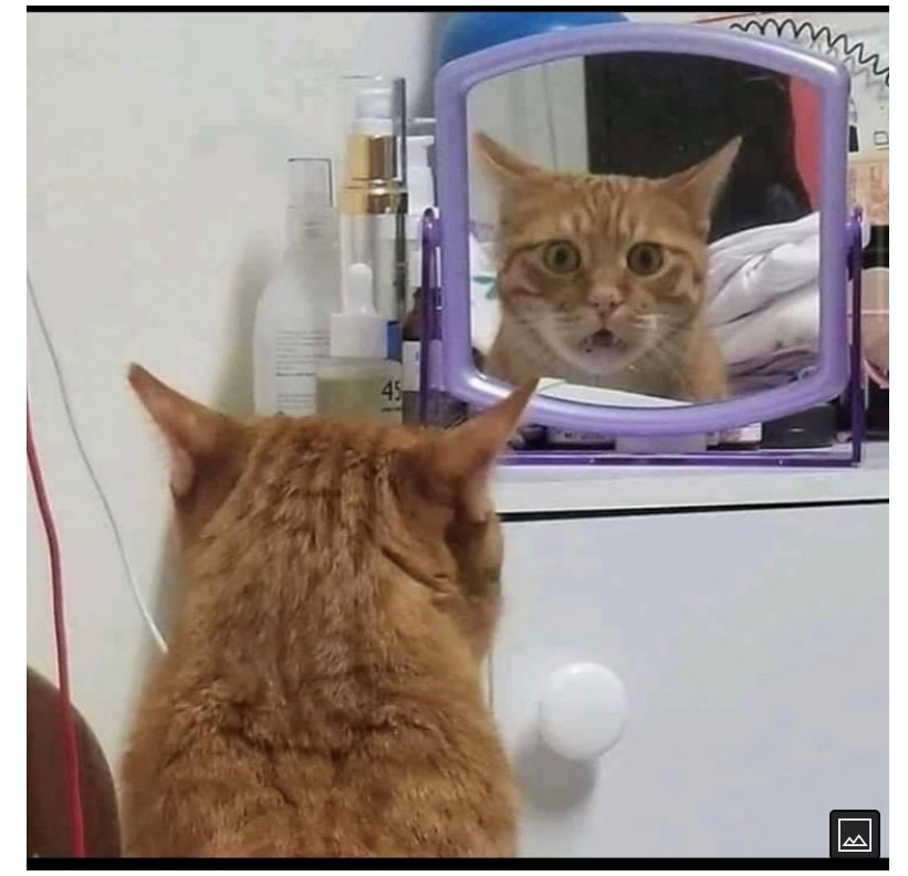 Cat Looking in Mirror Blank Meme Template