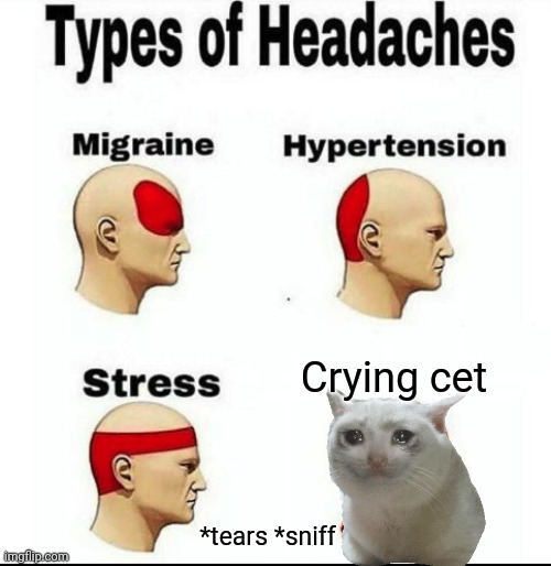 Types of Headaches meme | Crying cet; *tears *sniff | image tagged in types of headaches meme | made w/ Imgflip meme maker