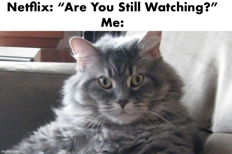 Yes, I'm still watching. Why do you ask? | image tagged in memes,funny,netflix,cats,oh wow are you actually reading these tags | made w/ Imgflip meme maker