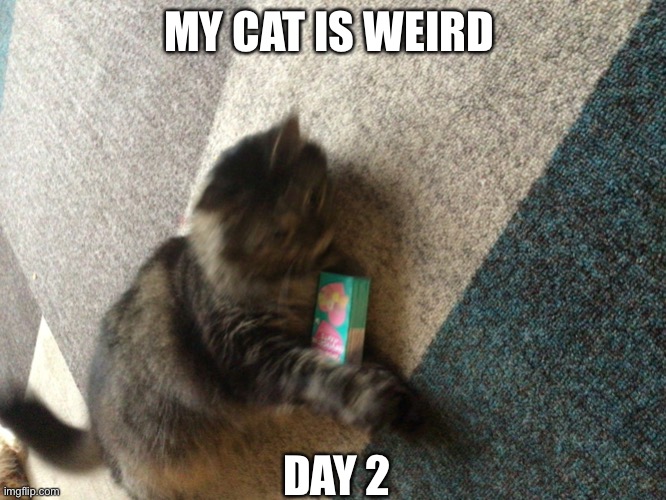 My cat is weird | MY CAT IS WEIRD; DAY 2 | image tagged in cat,cats,are,weird,sometimes | made w/ Imgflip meme maker