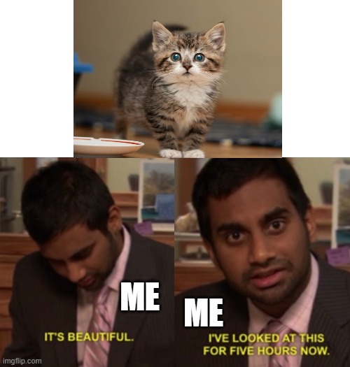 sweet kitties 4 life! | ME; ME | image tagged in i've looked at this for 5 hours now | made w/ Imgflip meme maker