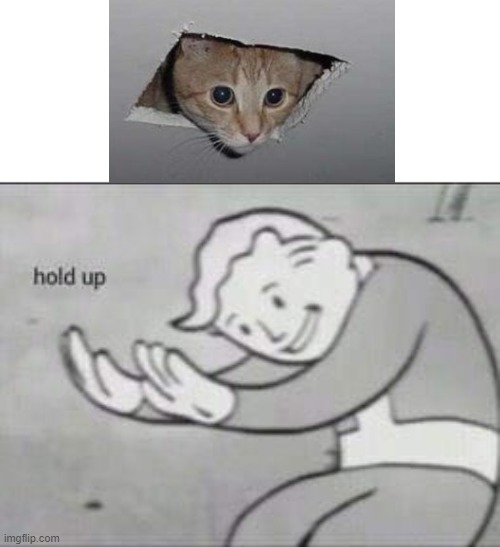 hold up, why is this kitten cat on the ceiling | image tagged in fallout hold up | made w/ Imgflip meme maker