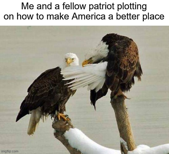 idk a meme i guess | Me and a fellow patriot plotting on how to make America a better place | image tagged in rmk,idk,america,hell yeah | made w/ Imgflip meme maker