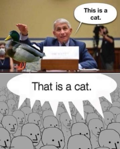 this is a cat | image tagged in duck | made w/ Imgflip meme maker