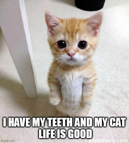 Cute Cat | I HAVE MY TEETH AND MY CAT
 LIFE IS GOOD | image tagged in memes,cute cat | made w/ Imgflip meme maker