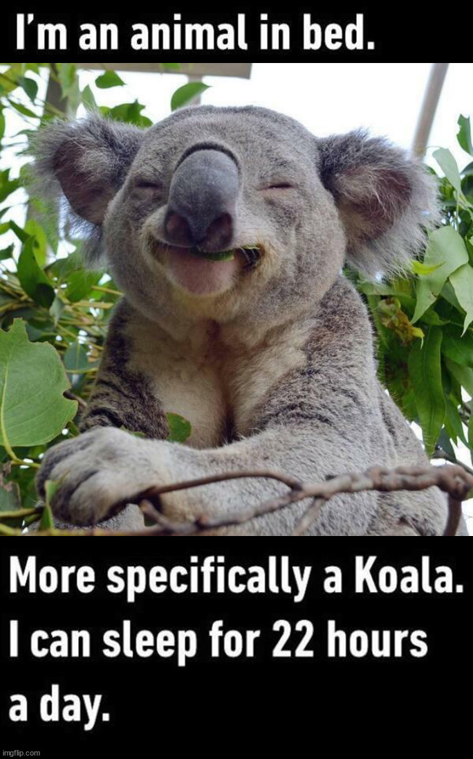 image tagged in smiling koala | made w/ Imgflip meme maker