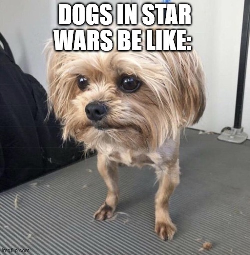 Star Wars dog go brrrrrrrrrrr | DOGS IN STAR WARS BE LIKE: | image tagged in memes | made w/ Imgflip meme maker