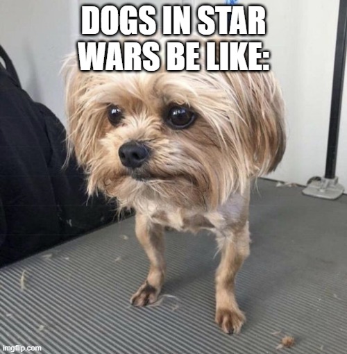Doggo Go brrrrr | DOGS IN STAR WARS BE LIKE: | image tagged in memes | made w/ Imgflip meme maker