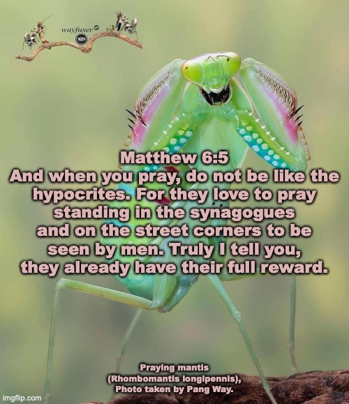 When You Pray | Matthew 6:5
And when you pray, do not be like the hypocrites. For they love to pray standing in the synagogues and on the street corners to be seen by men. Truly I tell you, they already have their full reward. Praying mantis (Rhombomantis longipennis), Photo taken by Pang Way. | image tagged in do not babble on and on | made w/ Imgflip meme maker