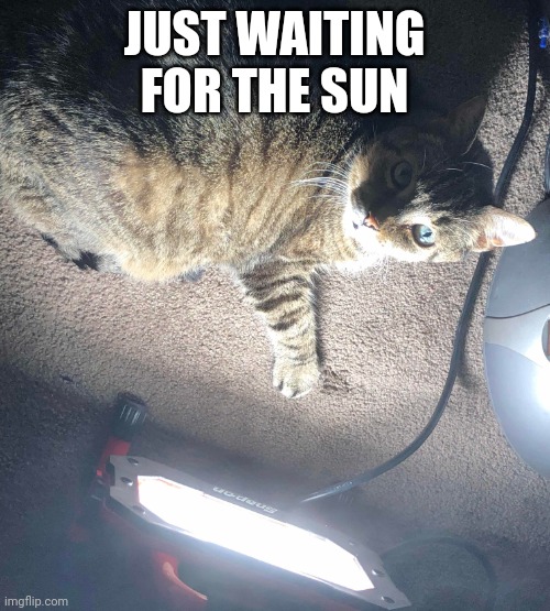 This is fine | JUST WAITING FOR THE SUN | image tagged in cat | made w/ Imgflip meme maker