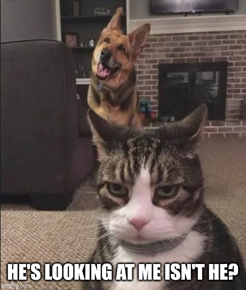 The dog ruined the selfie | HE'S LOOKING AT ME ISN'T HE? | image tagged in angry cat happy dog,cat,dog | made w/ Imgflip meme maker