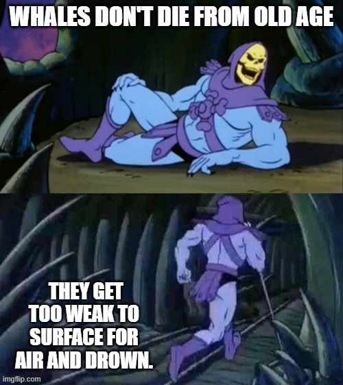 Skeletor disturbing facts | WHALES DON'T DIE FROM OLD AGE; THEY GET TOO WEAK TO SURFACE FOR AIR AND DROWN. | image tagged in skeletor disturbing facts | made w/ Imgflip meme maker