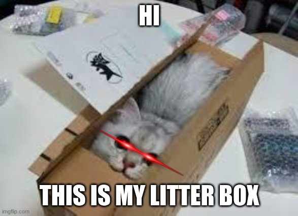 Cute Kittens | HI; THIS IS MY LITTER BOX | image tagged in cute kittens | made w/ Imgflip meme maker