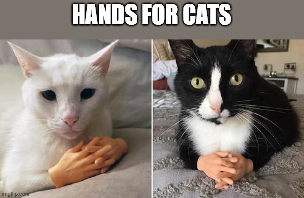 HANDS FOR CATS | made w/ Imgflip meme maker