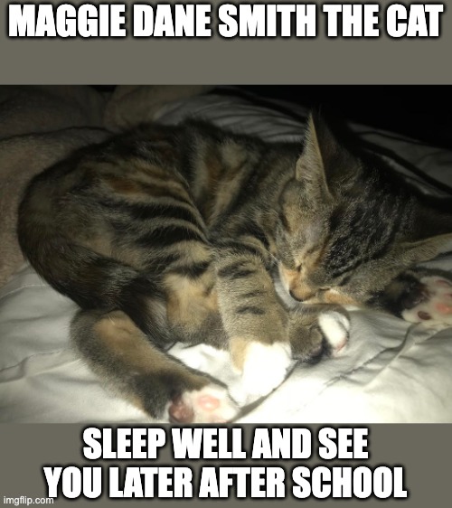 MAGGIE DANE SMITH THE CAT; SLEEP WELL AND SEE YOU LATER AFTER SCHOOL | image tagged in cats | made w/ Imgflip meme maker