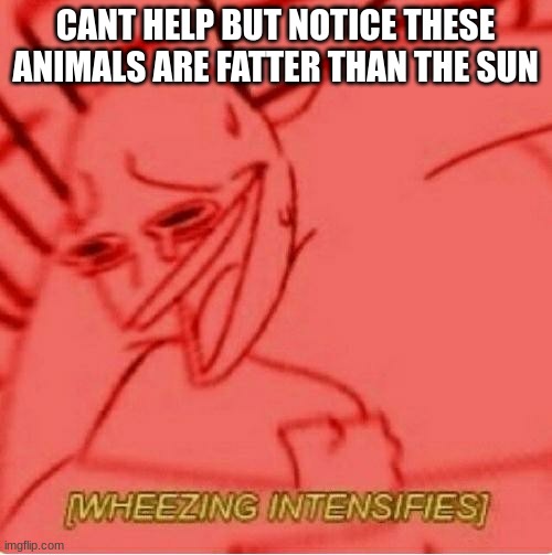 Wheeze | CANT HELP BUT NOTICE THESE ANIMALS ARE FATTER THAN THE SUN | image tagged in wheeze | made w/ Imgflip meme maker