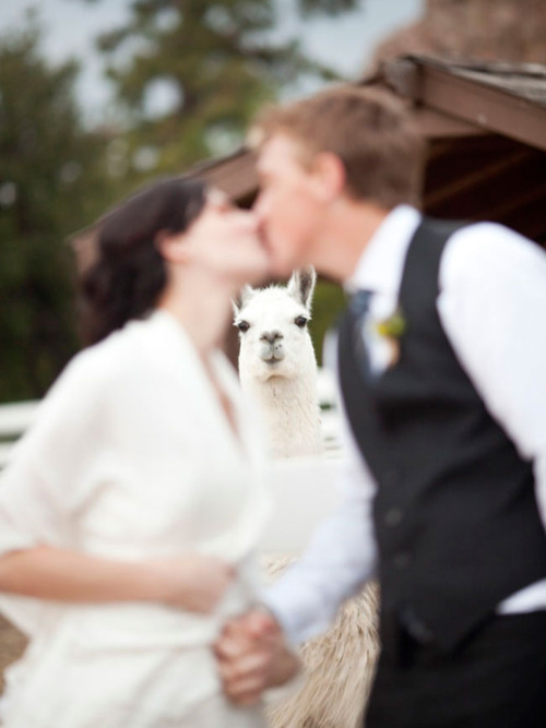 image tagged in animals,funny
