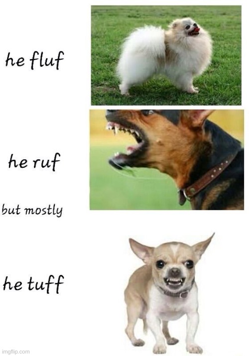 he fluf | image tagged in dog | made w/ Imgflip meme maker