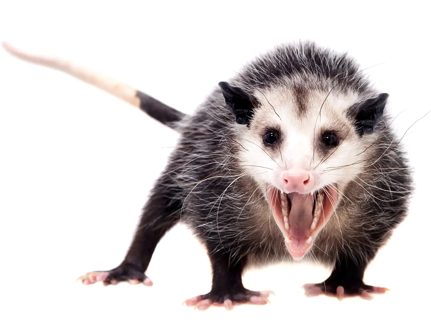 Possum Blank Meme Template