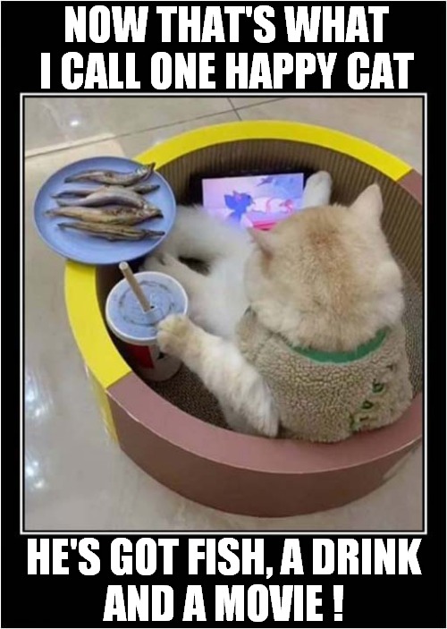 Cat Relaxing At Home ! | NOW THAT'S WHAT I CALL ONE HAPPY CAT; HE'S GOT FISH, A DRINK
AND A MOVIE ! | image tagged in cats,now thats what i call,relaxing | made w/ Imgflip meme maker