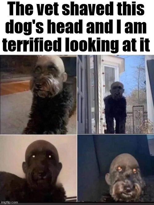 The vet shaved this dog's head and I am terrified looking at it | image tagged in cursed image | made w/ Imgflip meme maker
