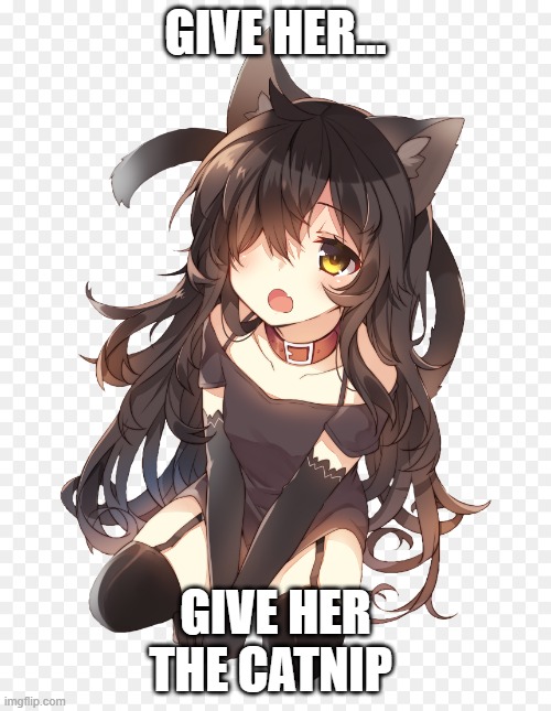 defiantly a cat, don't look into it too much. | GIVE HER... GIVE HER THE CATNIP | image tagged in cute cat,not an anime girl | made w/ Imgflip meme maker