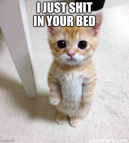 dam it | I JUST SHIT IN YOUR BED | image tagged in memes,cute cat | made w/ Imgflip meme maker