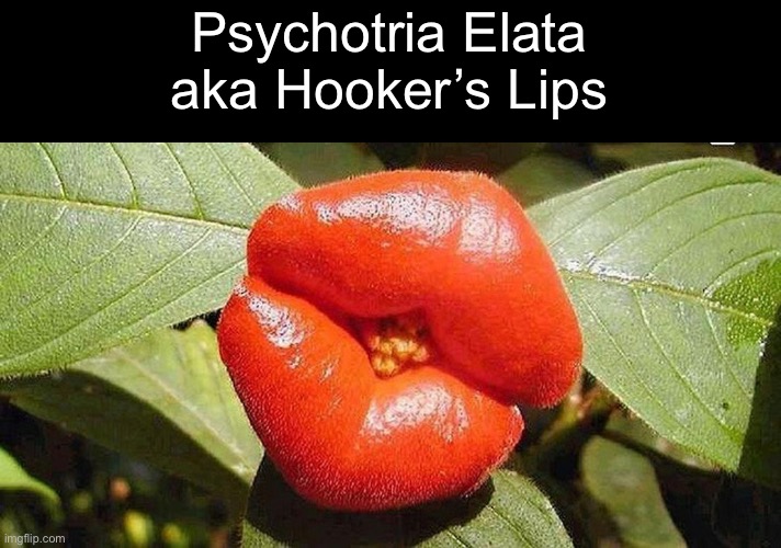 Psychotria Elata
aka Hooker’s Lips | made w/ Imgflip meme maker