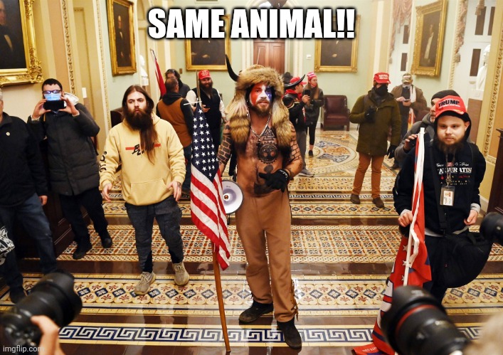 DC Capital Hill Riot | SAME ANIMAL!! | image tagged in dc capital hill riot | made w/ Imgflip meme maker