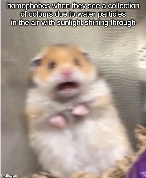 i'm so funny | homophobes when they see a collection of colours due to water particles in the air with sunlight shining through | image tagged in scared hamster,lgbtq,gay,rainbow | made w/ Imgflip meme maker