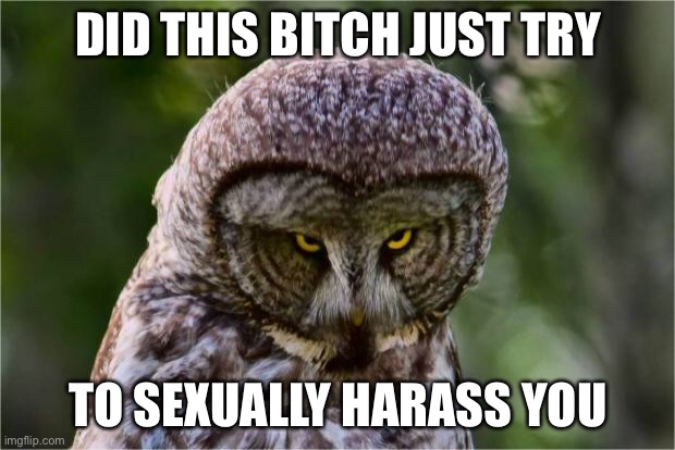 Seriously Owl | DID THIS BITCH JUST TRY TO SEXUALLY HARASS YOU | image tagged in seriously owl | made w/ Imgflip meme maker