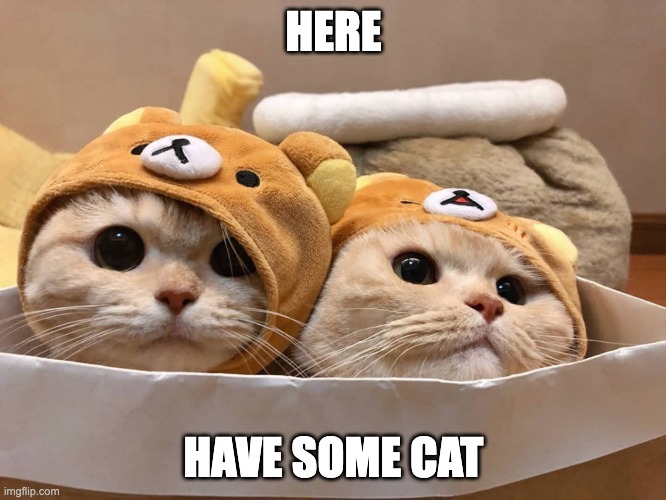 Here: have some cat | HERE; HAVE SOME CAT | image tagged in cat,cute,kitten,jackalopianswhereuat,funny,here have some cat | made w/ Imgflip meme maker