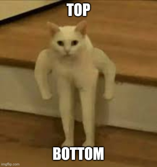 Cat but random | TOP; BOTTOM | image tagged in cat | made w/ Imgflip meme maker