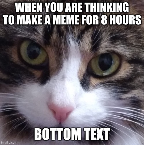 when you are thinking of a meme for 8 hours | WHEN YOU ARE THINKING TO MAKE A MEME FOR 8 HOURS; BOTTOM TEXT | image tagged in a cute cat in disappoint | made w/ Imgflip meme maker