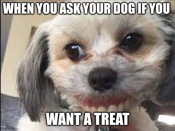 funny memes | WHEN YOU ASK YOUR DOG IF YOU; WANT A TREAT | image tagged in funny memes,memes | made w/ Imgflip meme maker