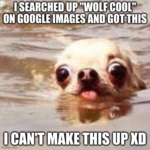Now that's my type of wolf |  I SEARCHED UP "WOLF COOL" ON GOOGLE IMAGES AND GOT THIS; I CAN'T MAKE THIS UP XD | image tagged in memes,funny,dogs,derp,google search | made w/ Imgflip meme maker