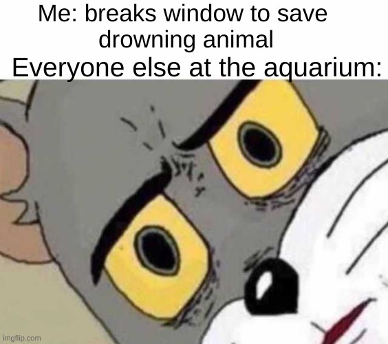 Oh f- |  Me: breaks window to save 
drowning animal; Everyone else at the aquarium: | image tagged in tom cat unsettled close up,unsettled tom,aquarium,funny,memes,animals | made w/ Imgflip meme maker
