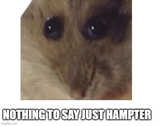 Hampter | NOTHING TO SAY JUST HAMPTER | image tagged in funny,nothing | made w/ Imgflip meme maker